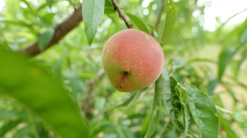 Bio-Pfirsich-Marmelade aus eigener Ernte